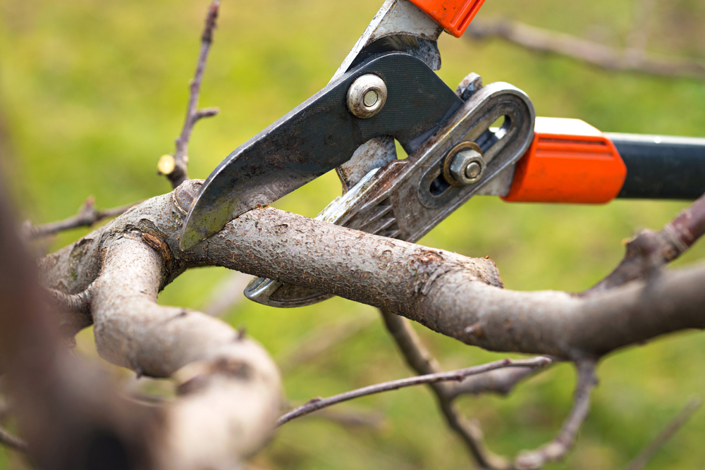 Landscaping & Tree Surgery Services in London